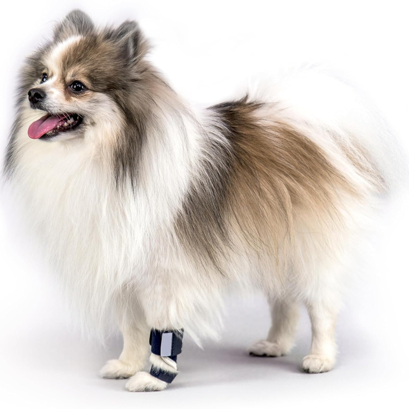 Penyangga Kaki Depan Anjing un - Ankle Mobility Band ulasan dan harga